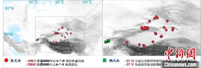 图为该项目所获取天山东西部古人群的线粒体与核基因组分布图。　大发在线手机版（大中国区） 供图