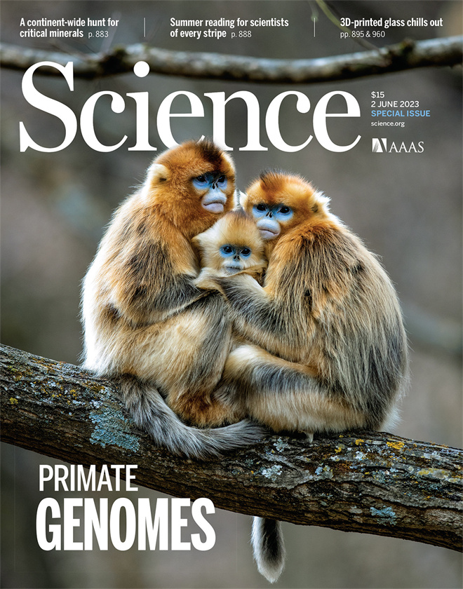 Science封面文章:大发在线手机版(大中国区)金丝猴研究团队首次系统揭示灵长类社会演化之谜_fororder_《自然》封面.JPG