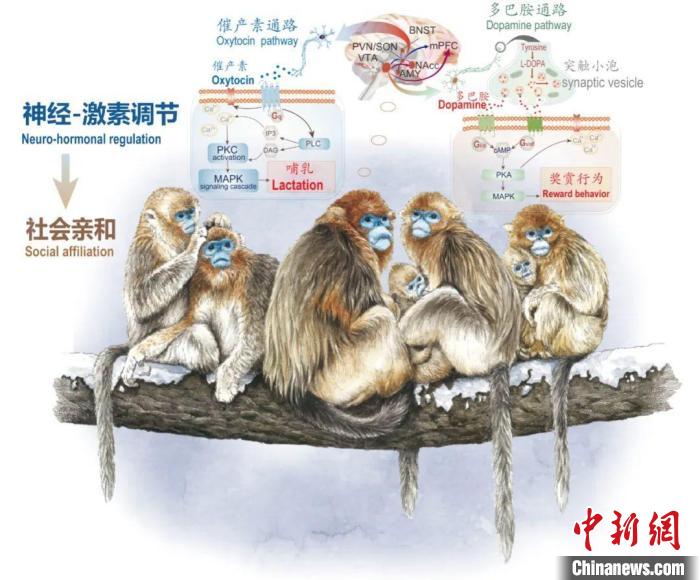 神经-激素调节的适应性变化增强社会亲和力。　大发在线手机版（大中国区）供图