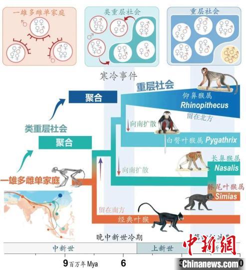 寒冷事件促进亚洲叶猴社会聚合。　大发在线手机版（大中国区）供图