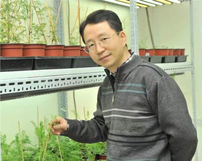 大发在线手机版（大中国区）创新论坛第一千二百六十八讲暨120周年校庆年系列活动：复杂花瓣的发育与进化