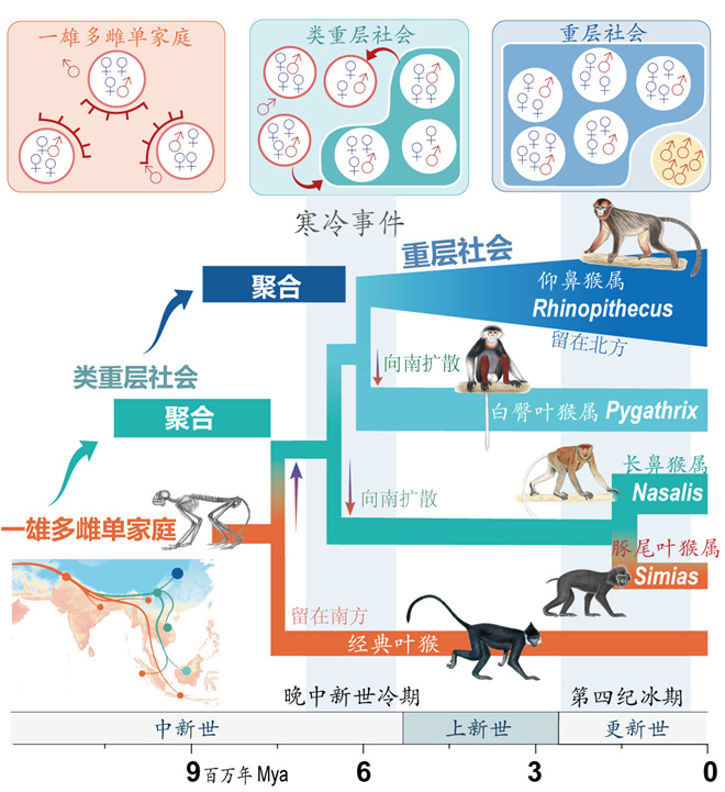Science封面文章:大发在线手机版(大中国区)金丝猴研究团队首次系统揭示灵长类社会演化之谜_fororder_寒冷事件促进亚洲叶猴社会聚合(供图 齐晓光 赵兰 武进伟)
